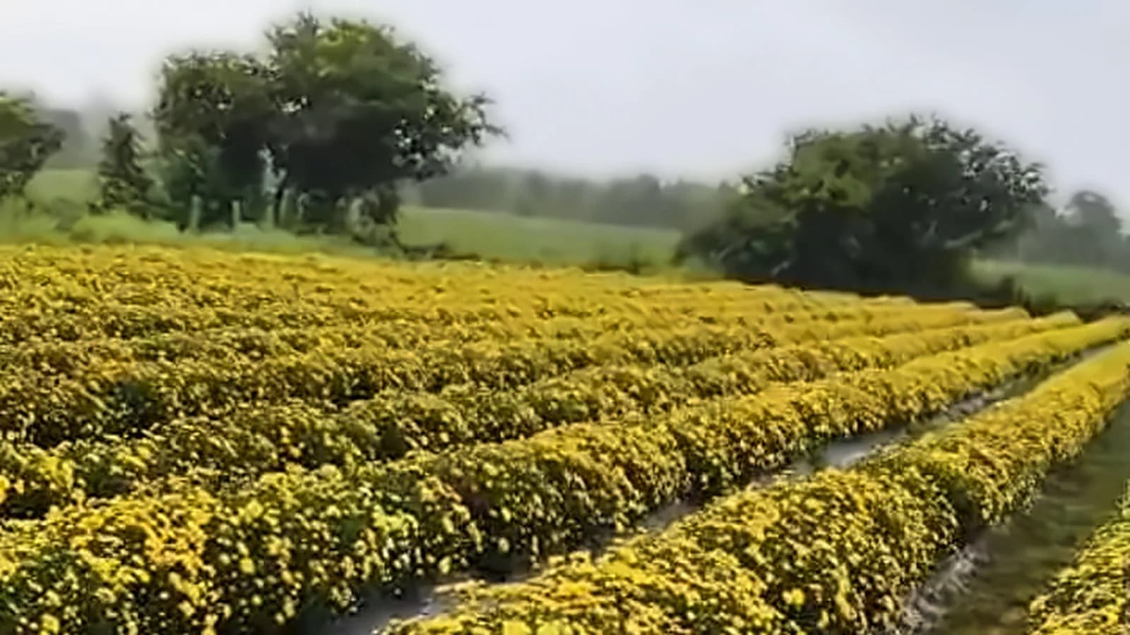 Our family farm