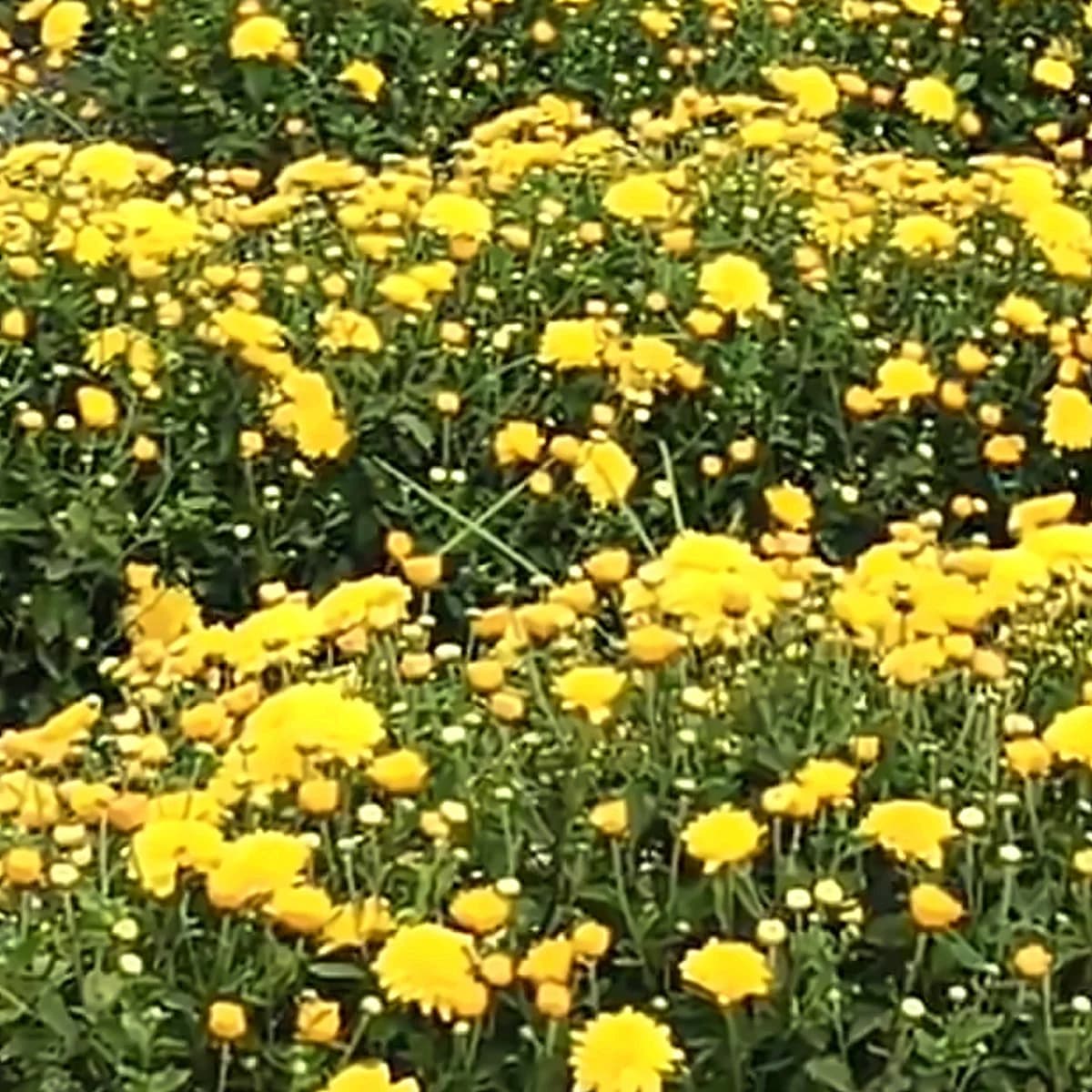 Yellow Sevanthige – A grade