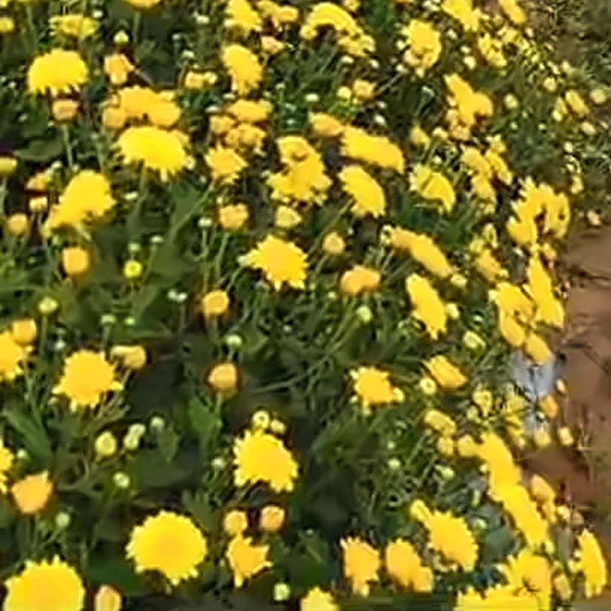 Yellow Sevanthige – A grade