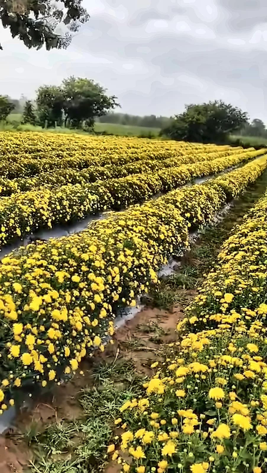 Yellow Sevanthige – A grade