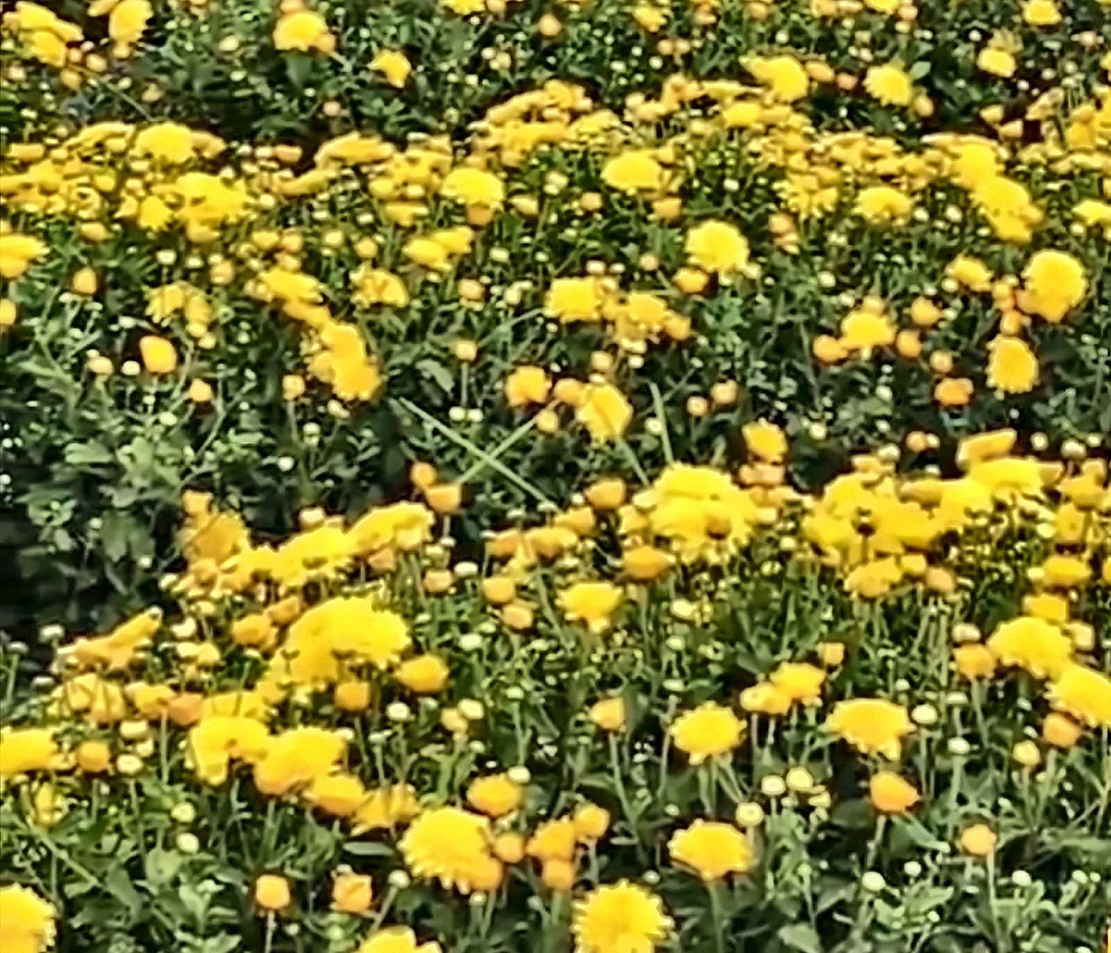 Yellow Sevanthige – A grade