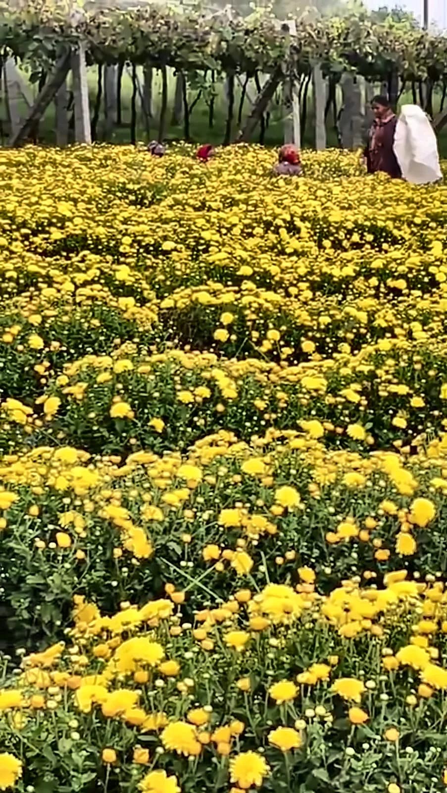 Yellow Sevanthige – A grade