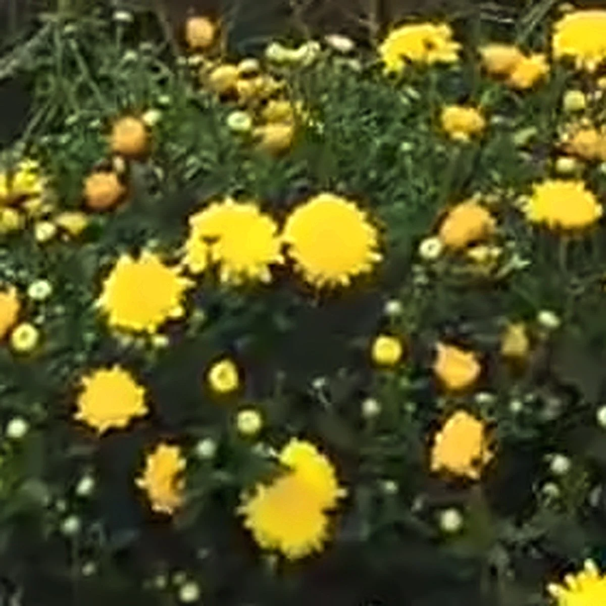 Yellow Sevanthige – A grade