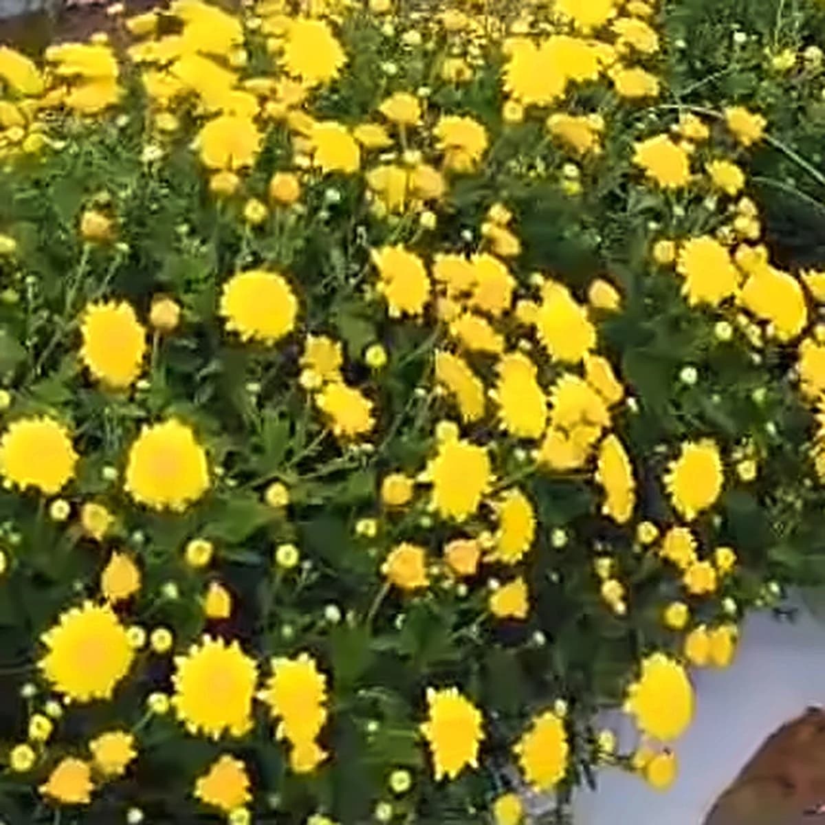 Yellow Sevanthige – A grade