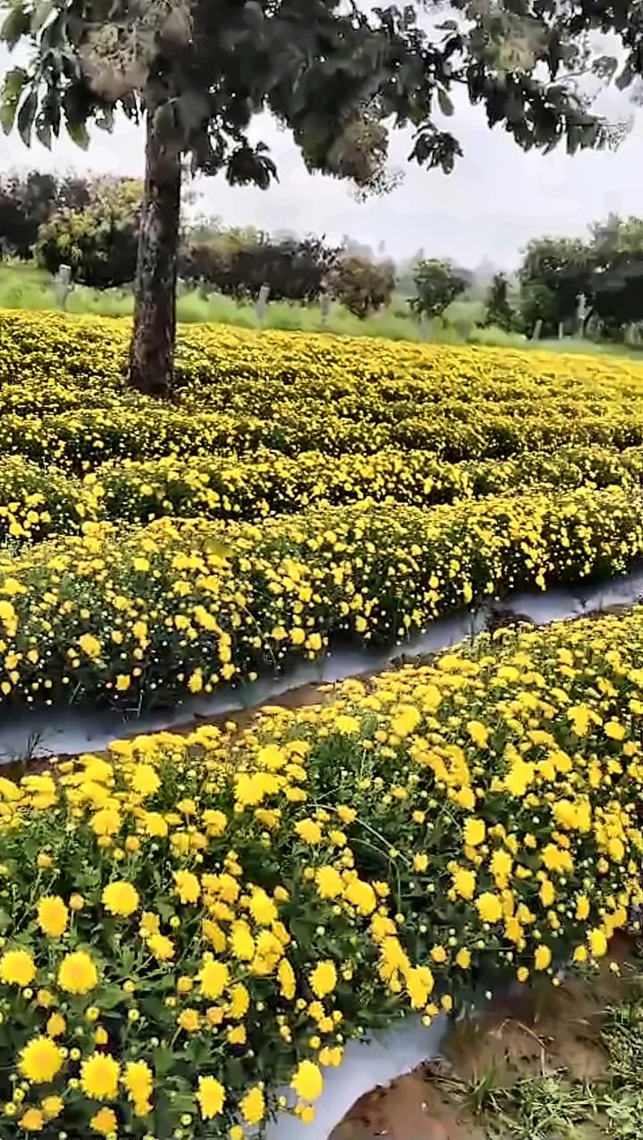 Yellow Sevanthige – A grade