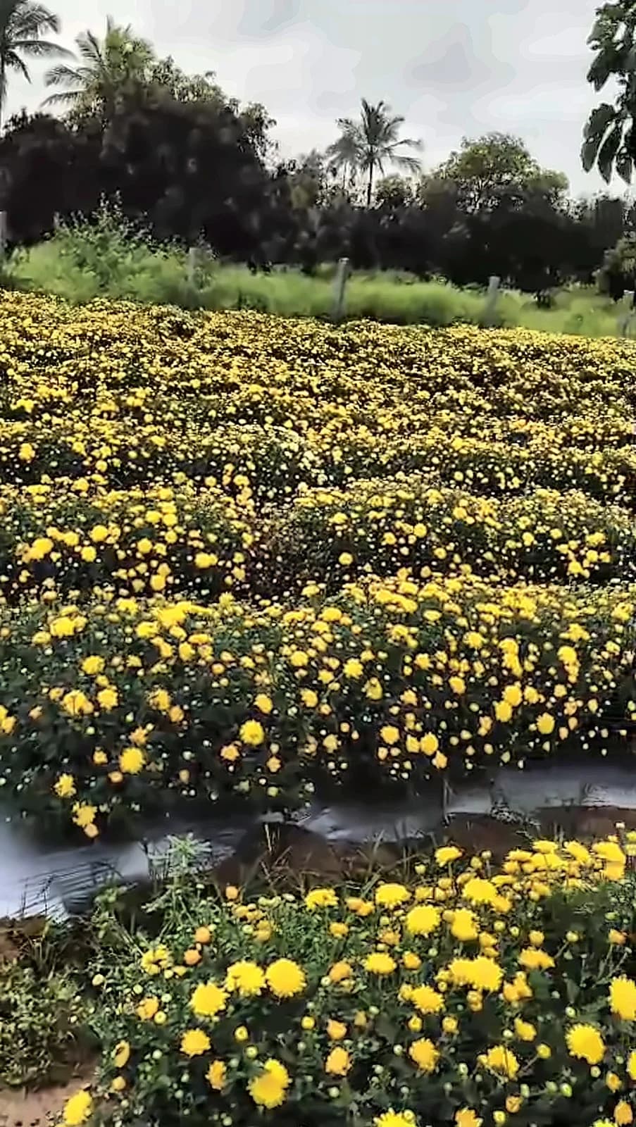 Yellow Sevanthige – A grade
