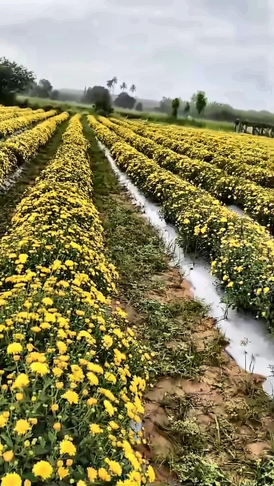 Yellow Sevanthige – A grade